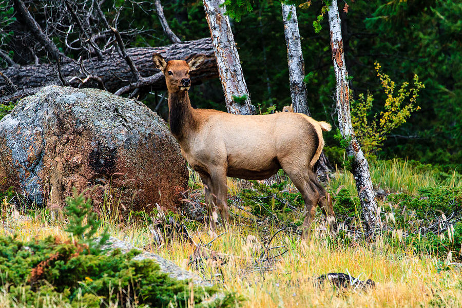 Elk Photograph by Ben Graham