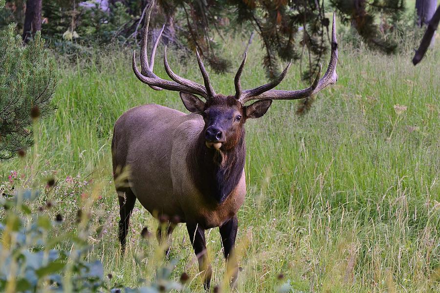 Elk Photograph by Bill Hosford