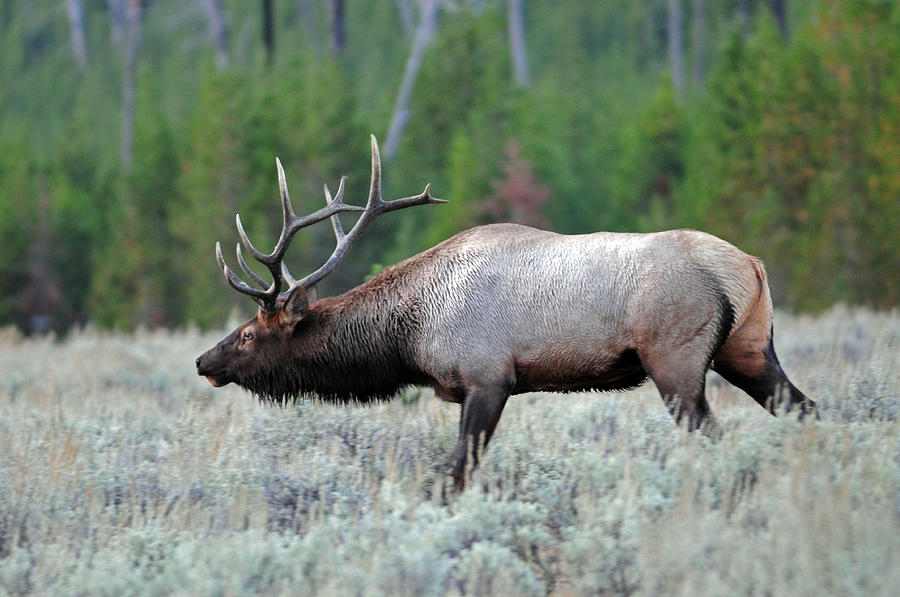 Elk Photograph by Brian Wartchow - Fine Art America