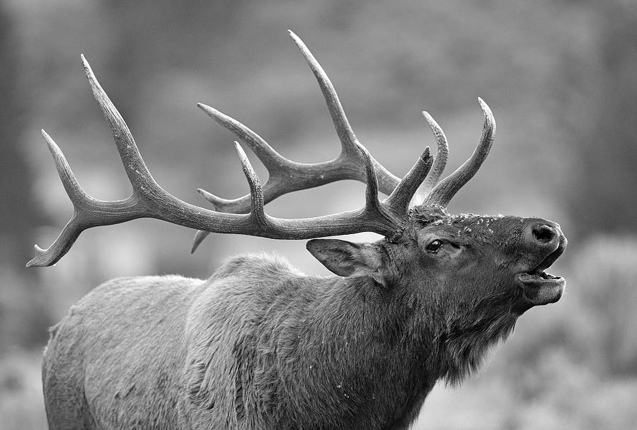 Elk Bugle Photograph by Max Waugh