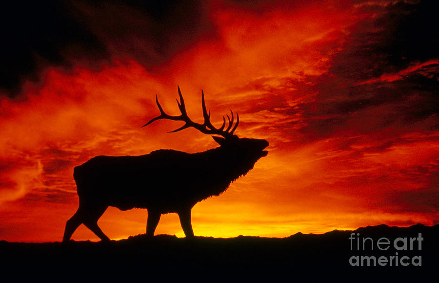 Wildlife Photograph - Elk Bugling At Sunset by Kenneth W Fink
