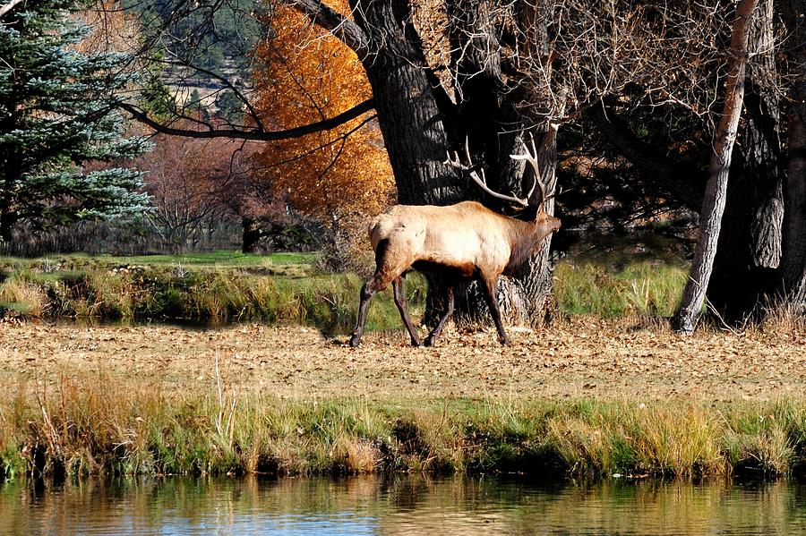 Elk Bugling by a Lake Photograph by Marilyn Burton