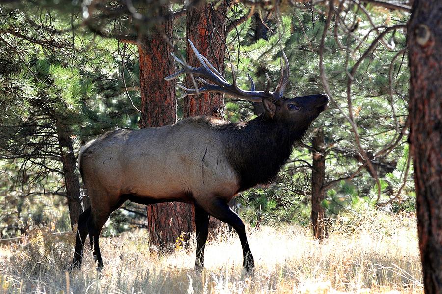 Elk Bugling in Forest Photograph by Marilyn Burton