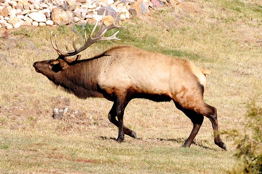 Elk Bugling in Meadow Photograph by Marilyn Burton