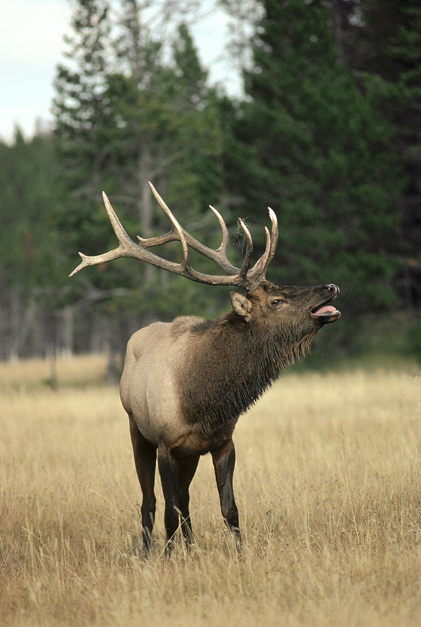 Elk Bull Bugling During Rut Yellowstone Photograph by Michael Quinton