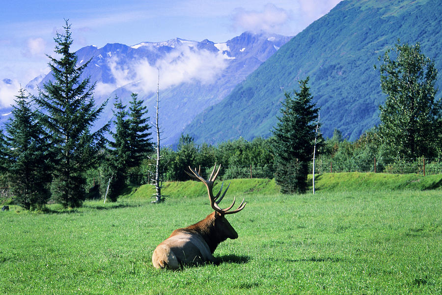 Wildlife Photograph - Elk Bull Laying Down In A Pristine by Angel Wynn