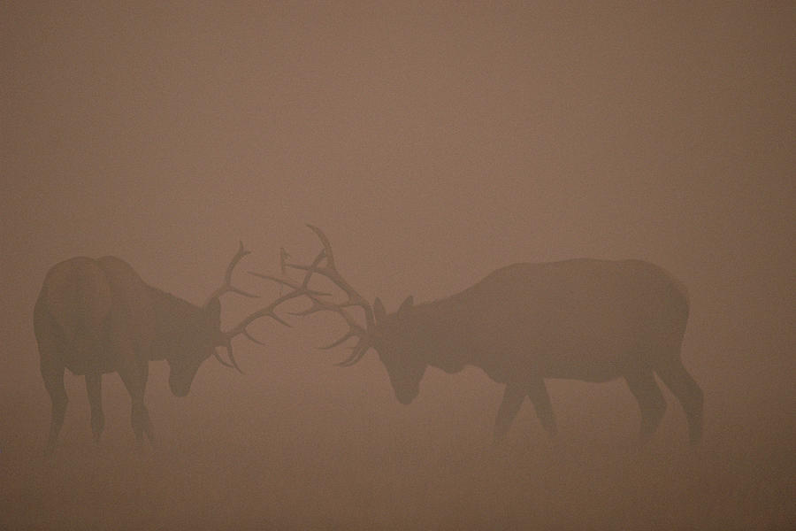 Elk Bulls Fighting In Smoke From Fire Photograph by Michael Quinton