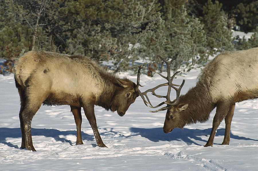 Elk  Bulls Fighting in Yellowstone Photograph by Konrad Wothe