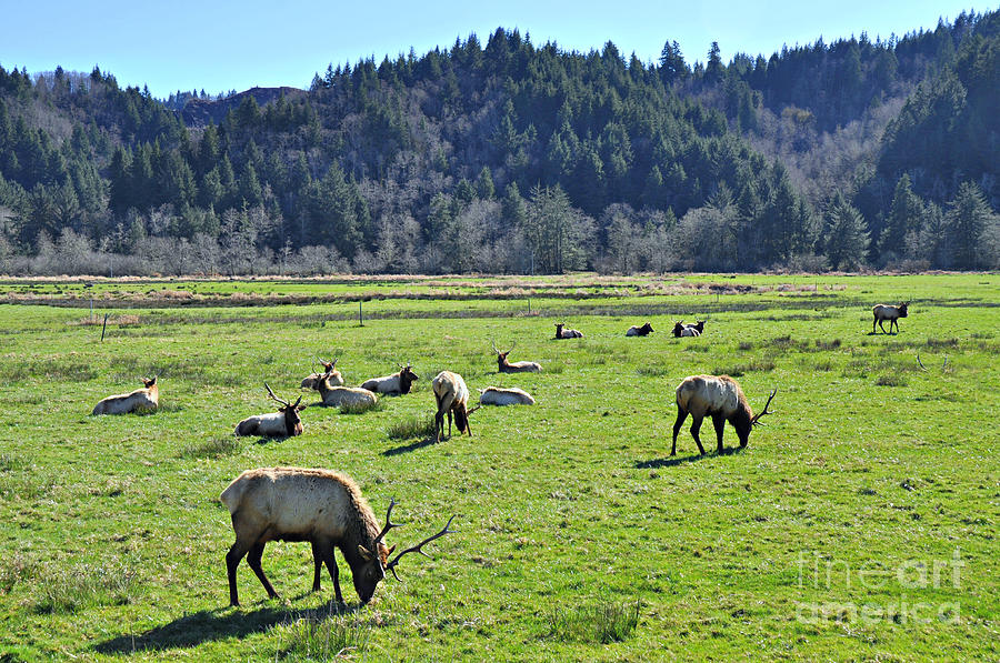 Elk Bulls Photograph by Mindy Bench