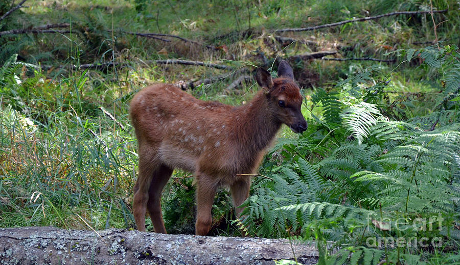 Elk calf Photograph by Frank Larkin