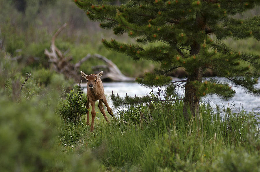 Elk Calf Photograph by Lee Kirchhevel