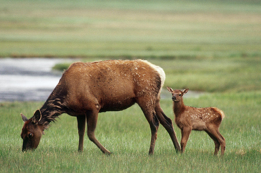 Elk Calf With Mother Photograph by Gerald C. Kelley