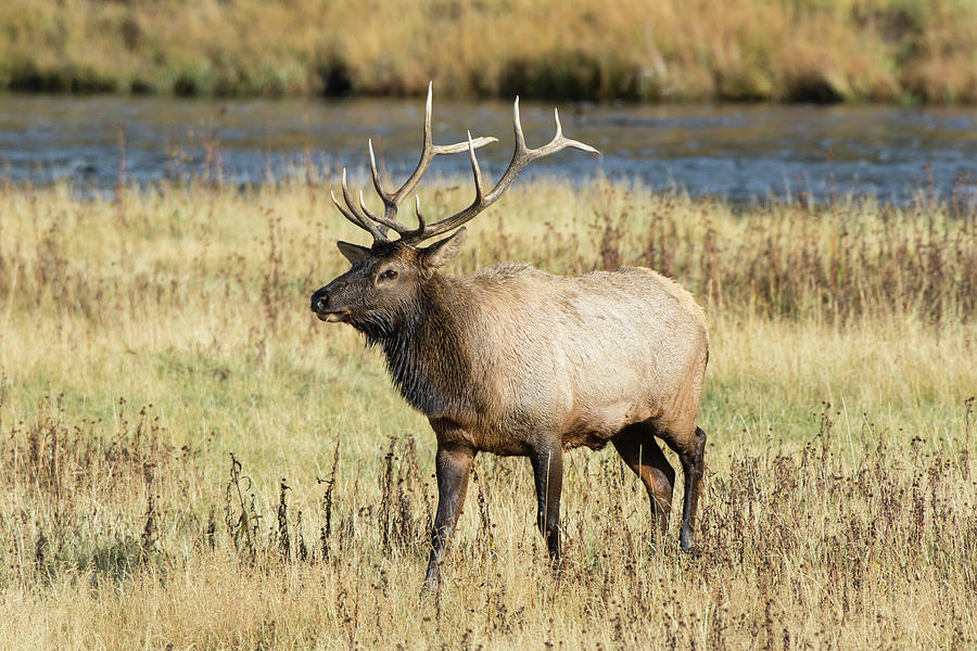 Yellowstone National Park Photograph - Elk (cervus Elaphus by Richard and Susan Day