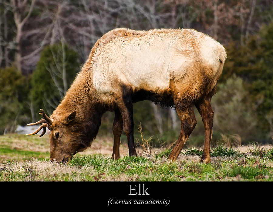 Elk Digital Art - Elk by Flees Photos