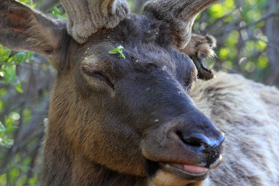 Elk Chuckle Photograph by Shane Bechler