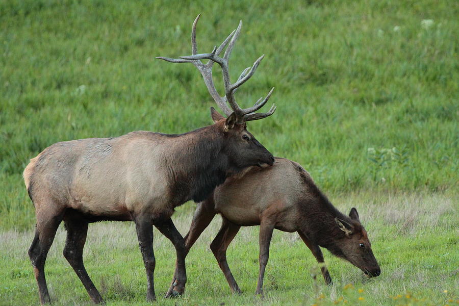 Elk Courtship Photograph by Bruce J Robinson