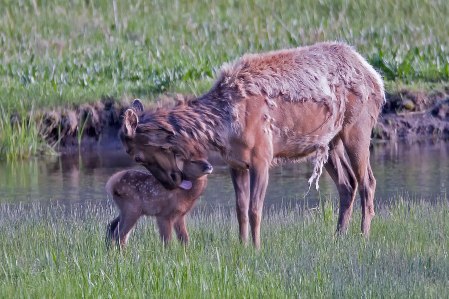 Elk Cow and Calf Photograph by Natural Focal Point Photography