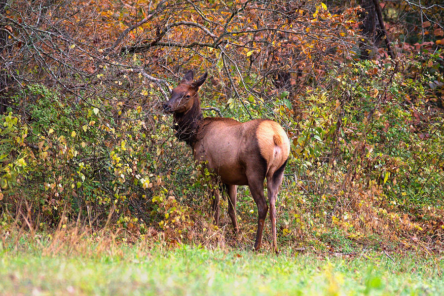 Elk Cow Photograph by Mary Almond