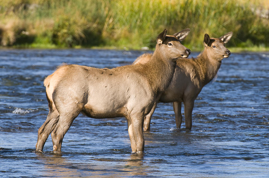 Elk Cows In River Yellowstone Wyoming Photograph by Steve Gettle