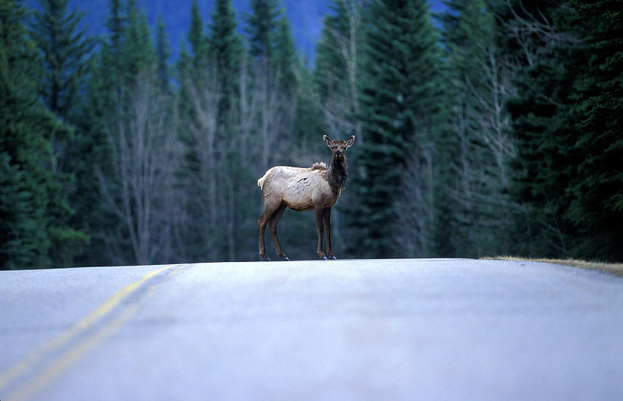 Elk Crossing In Banff, Alberta, Canada Photograph by Todd Korol - Fine ...