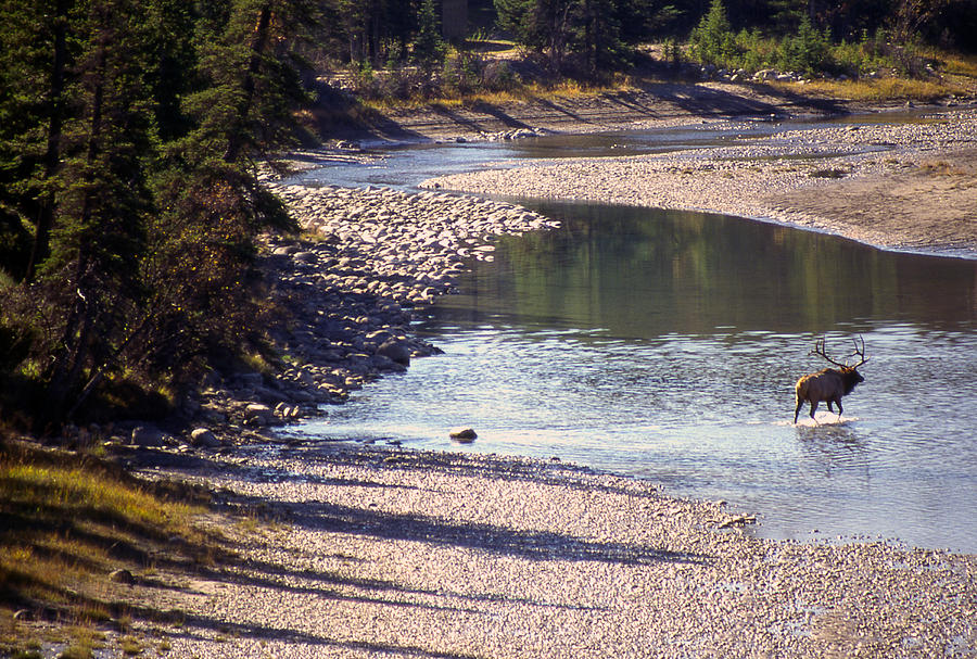 Elk Crossing Photograph by Jim Vance