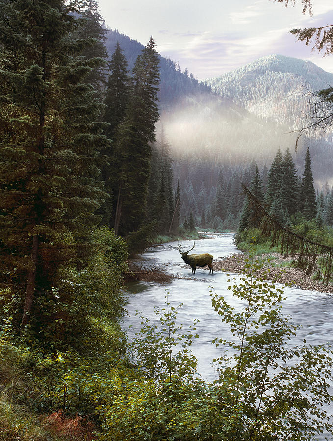 Wildlife Photograph - Elk Crossing by Leland D Howard
