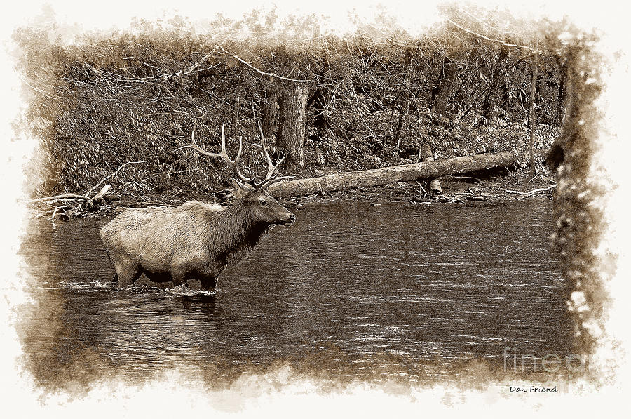 Elk crossing stream Photograph by Dan Friend