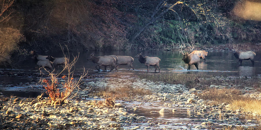 Elk Crossing the Buffalo River Photograph by Michael Dougherty