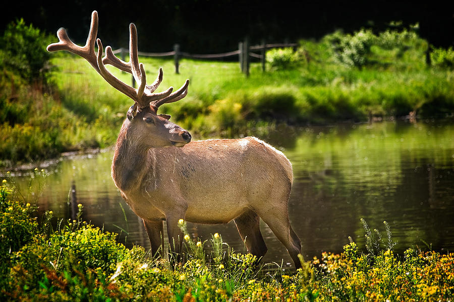 Elk Photograph by David and Carol Kelly