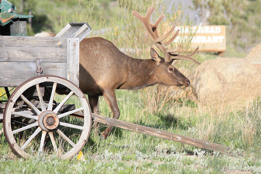 Elk Drawn Carriage Photograph by Shane Bechler