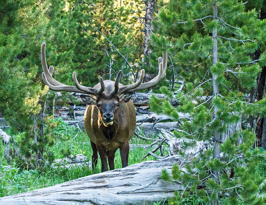 Elk Eyes Photograph by Bruce J Barker - Fine Art America