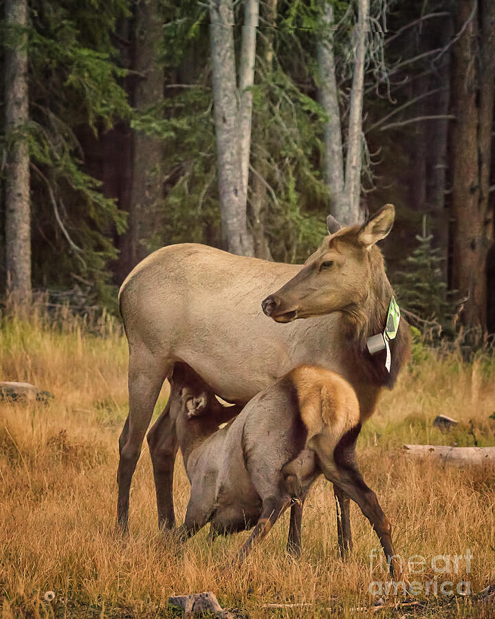 Elk Feeding Time Photograph by Priscilla Burgers