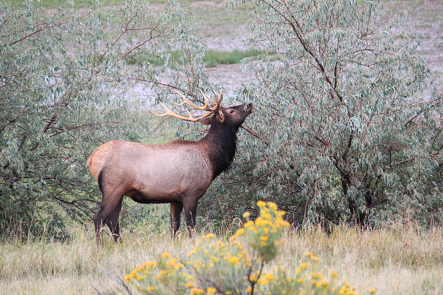 Elk Feeding Photograph by Trent Mallett