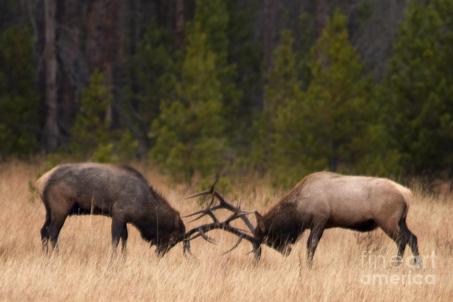 Elk Fight Photograph by Russell Smith - Fine Art America