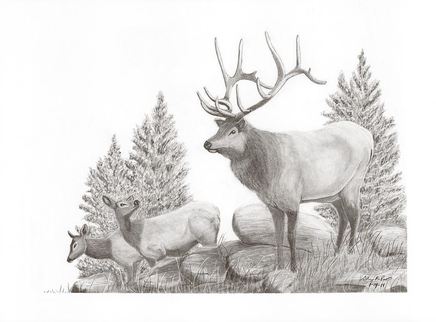 Elk Drawing by Gary Pritts - Fine Art America