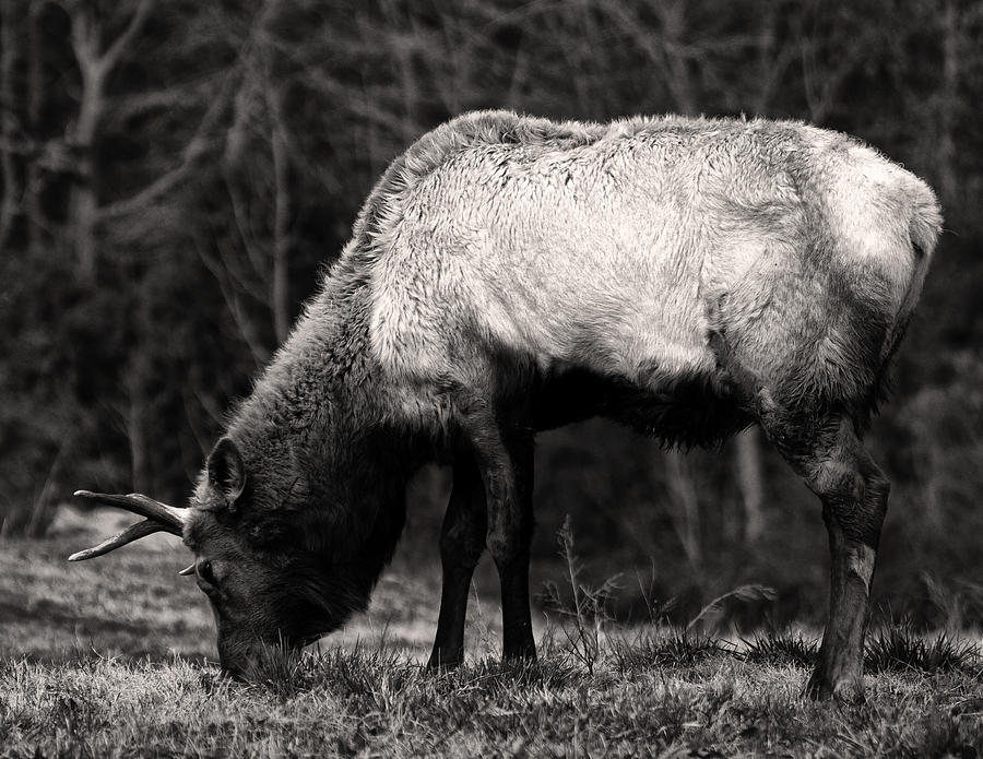 Elk Grazing Photograph by Flees Photos