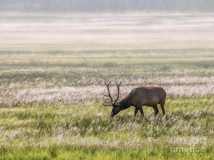 Elk Grazing In Meadow Photograph