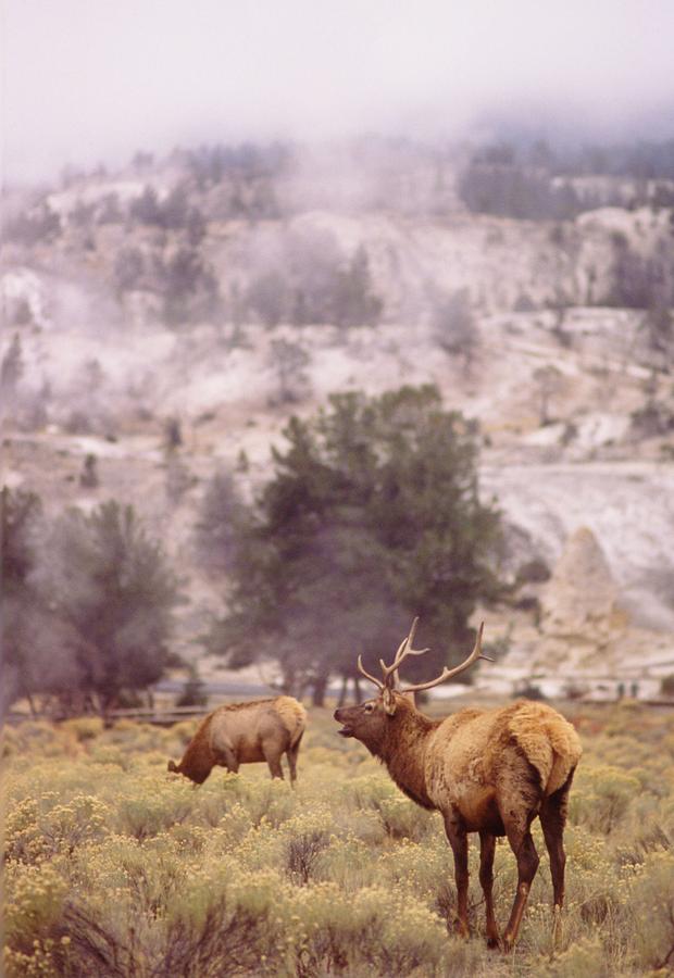 Elk grazing in Yellowstone National Park Photograph by Retro Images Archive