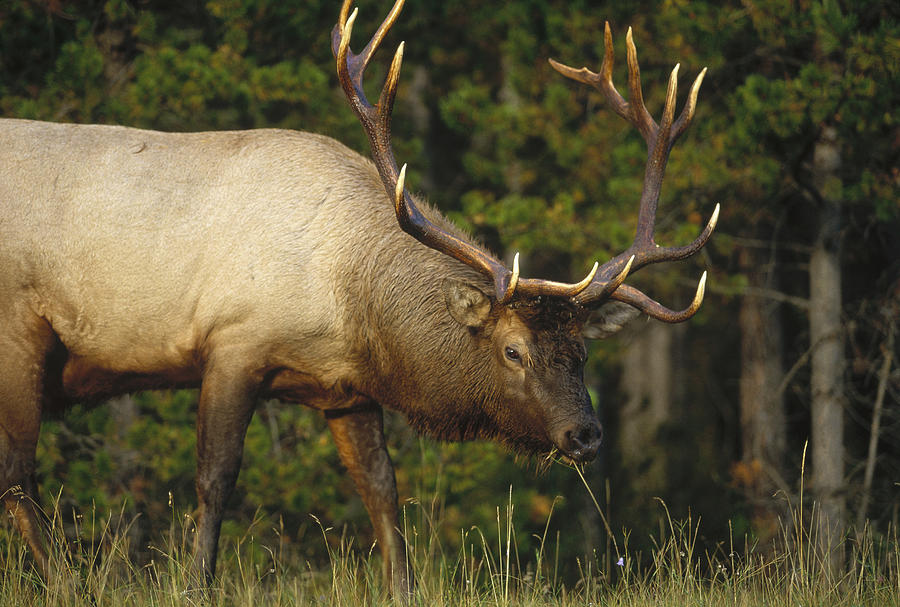Elk Grazing North America Photograph by Tim Fitzharris