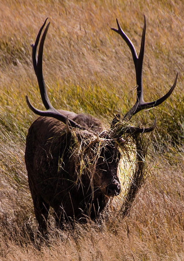 Elk Hairdo Photograph by Cathy Donohoue