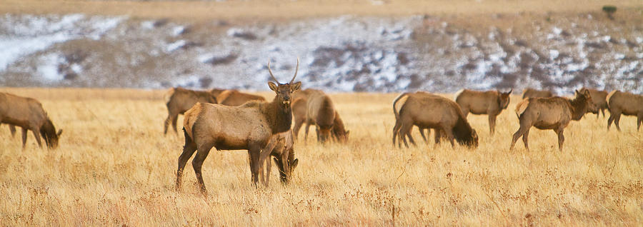 Elk Herd Colorado Foothills Plains Panorama Photograph by James BO Insogna