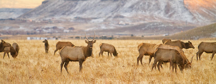 Elk Herd Grazing Rocky Mountain Foothills Panorama Photograph by James BO Insogna