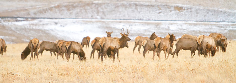 Elk Herd on The Rocky Mountain Foothills Plains 2 Photograph by James BO Insogna
