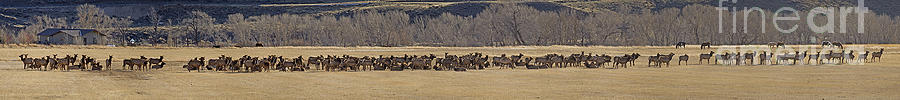 Elk Herd And Horses Panorama 18x161 Photograph by J L Woody Wooden