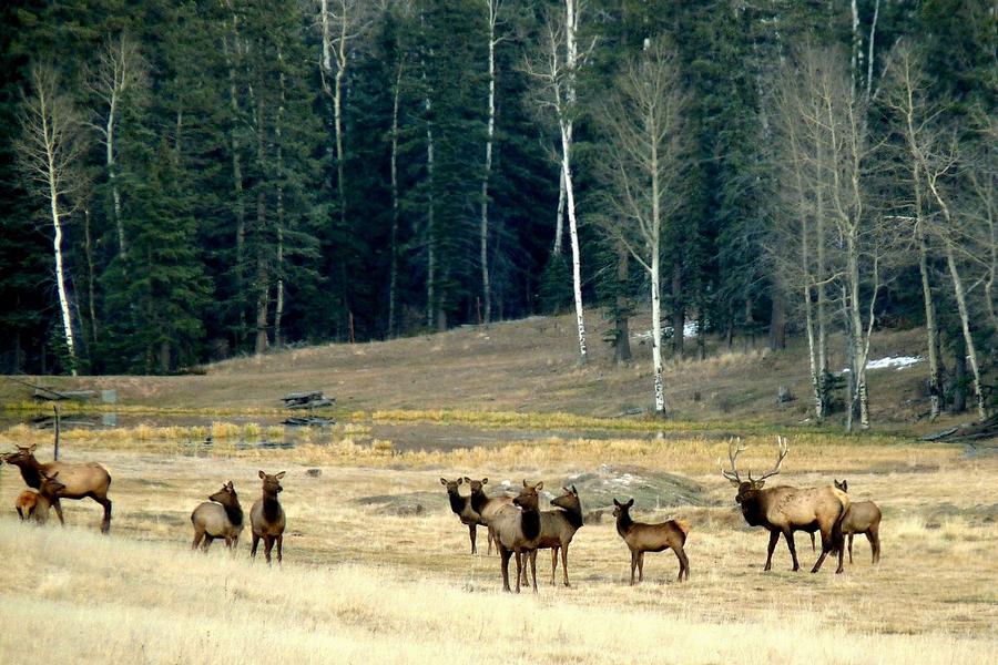 Elk Herd at Forest Edge Photograph by Marilyn Burton