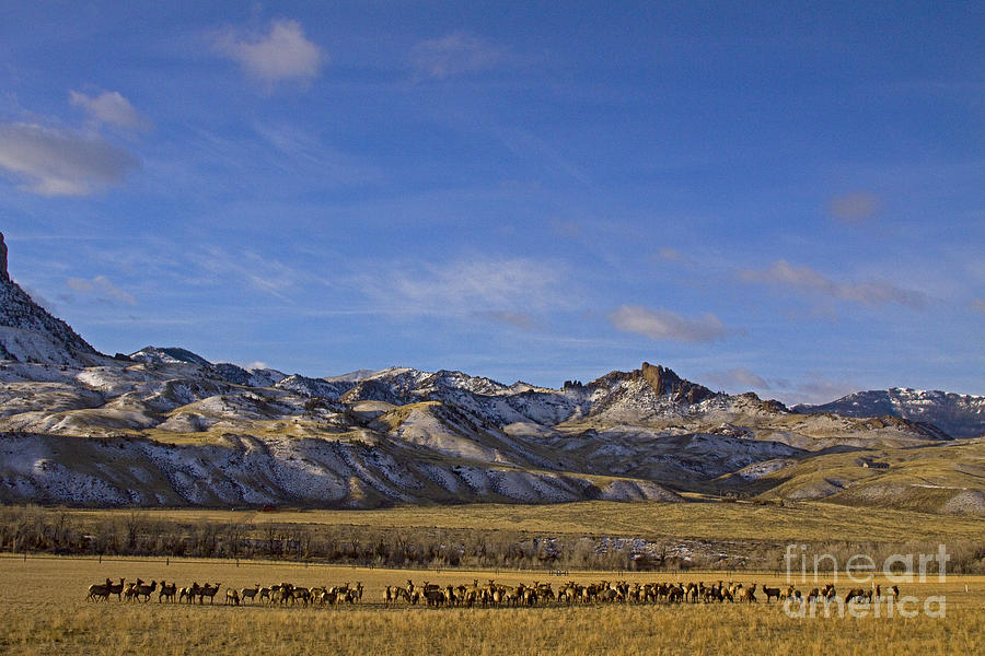 Elk Photograph - Elk Herd At Sheep Mountain by J L Woody Wooden