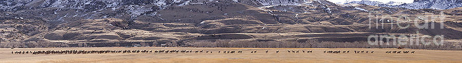 Elk Herd Below Sheep Mnt - 15x110 Photograph by J L Woody Wooden