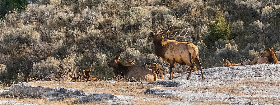 Elk Herd During Rut Photograph by Yeates Photography