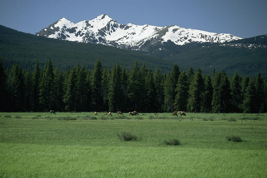 Elk herd grazing in alpine wilderness Photograph by Comstock