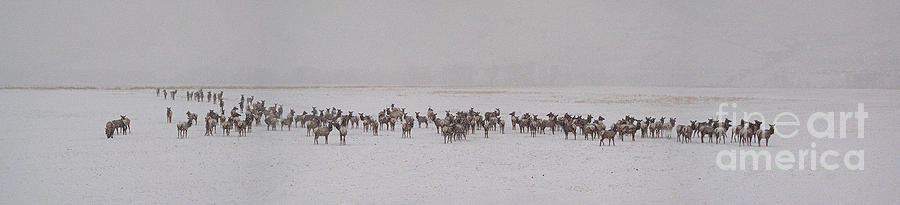 Elk Herd In Snow  - 17x74 Photograph by J L Woody Wooden